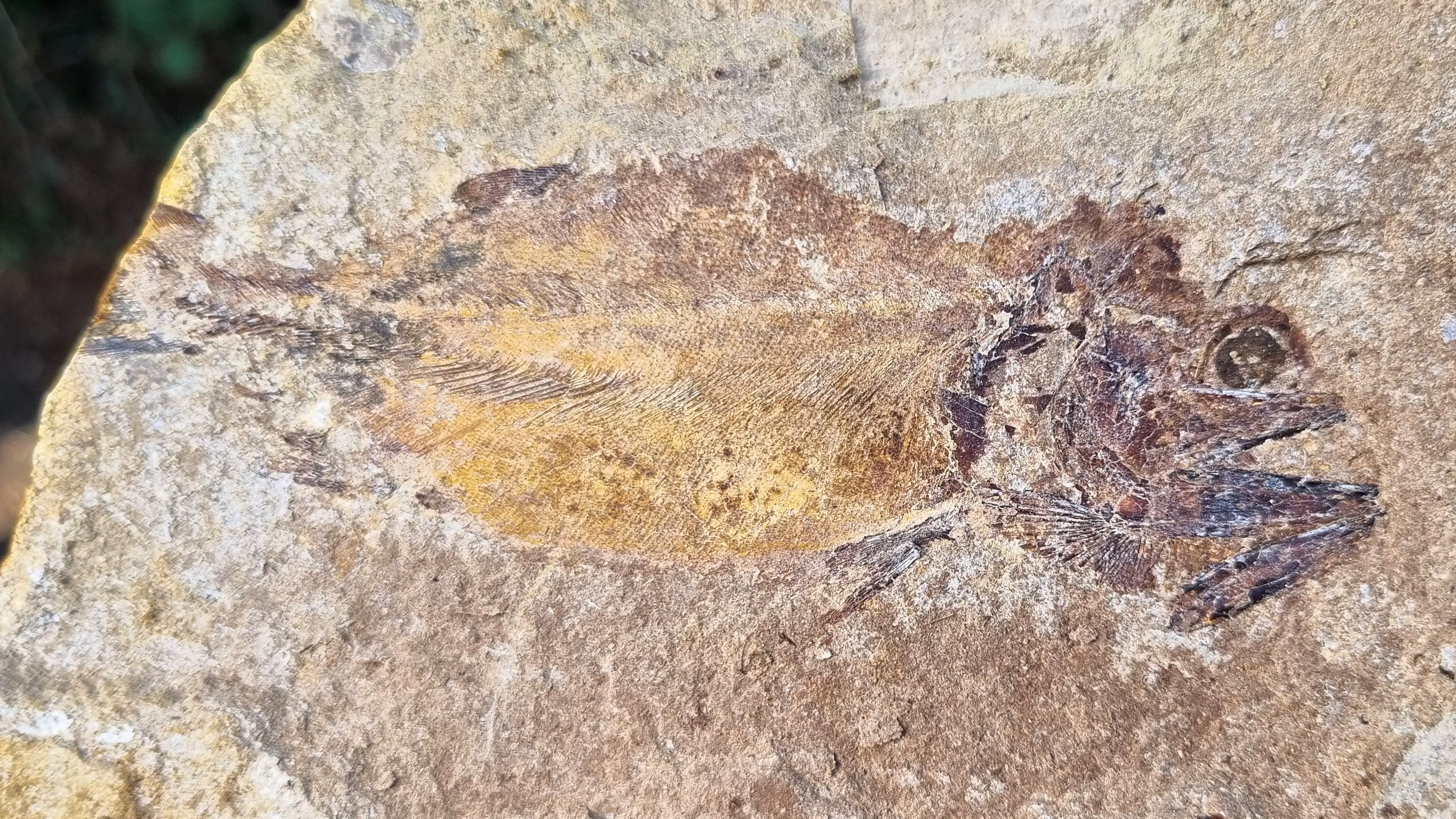 Une vue détaillée des écailles d'un poisson fossilisé trouvé sur le site.