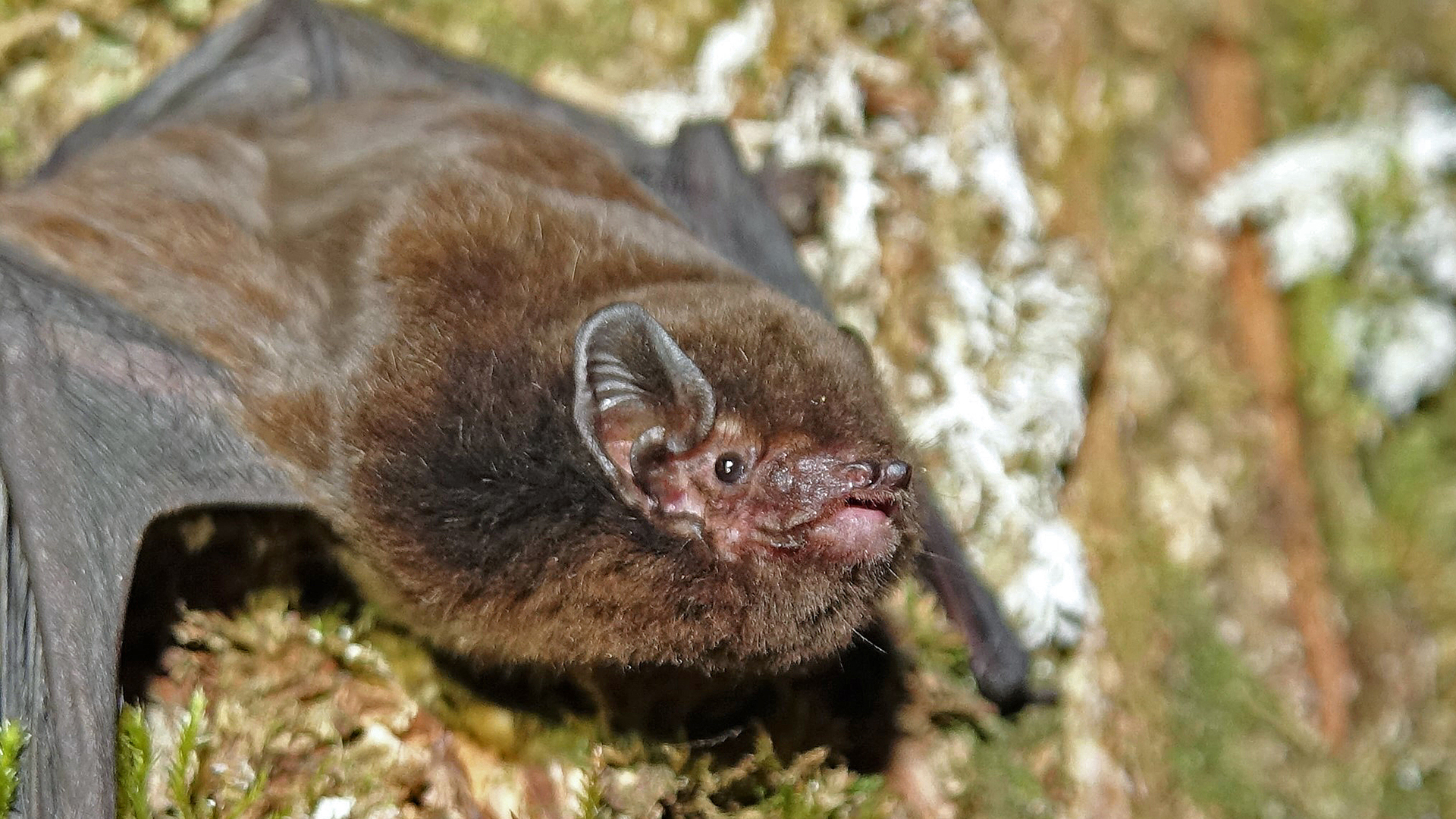 Les organisateurs du concours ont inclus la chauve-souris pour sensibiliser à son statut en voie de disparition.