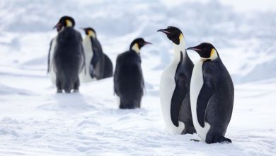 La fonte des glaces de mer pourrait anéantir 98 % des manchots empereurs d'ici la fin du siècle Par Harry Baker publié le 6 août 21 Une nouvelle étude a prédit que les manchots empereurs pourraient disparaître fonctionnellement d'ici la fin du siècle en raison de la fonte des glaces de mer.