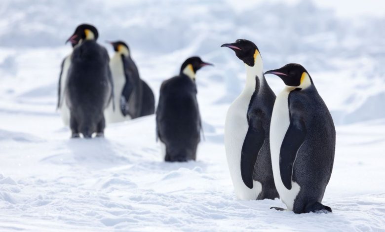 La fonte des glaces de mer pourrait anéantir 98 % des manchots empereurs d'ici la fin du siècle Par Harry Baker publié le 6 août 21 Une nouvelle étude a prédit que les manchots empereurs pourraient disparaître fonctionnellement d'ici la fin du siècle en raison de la fonte des glaces de mer.