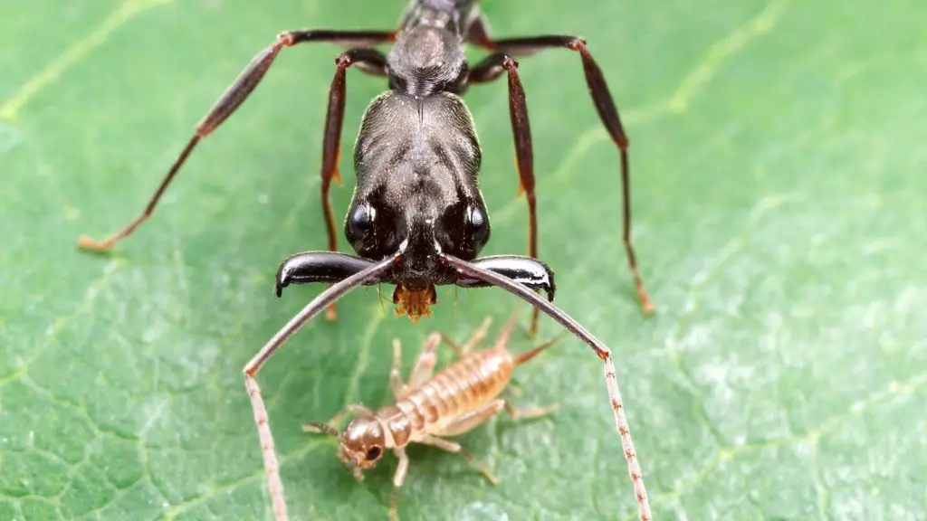 Une fourmi Odontomachus bauri trap-jaw assise sur une feuille à côté d'un petit insecte qu'elle s'apprête à mordre