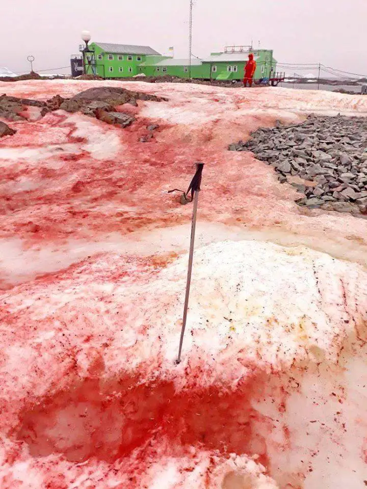 Des algues rouge sang recouvrent la neige près de la base de recherche Vernadsky en Antarctique