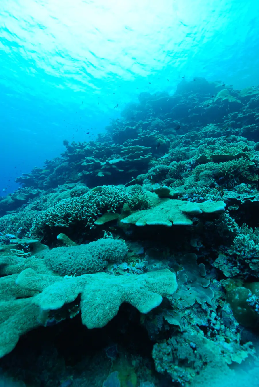 Les récifs mésophotiques, également connus sous le nom de récifs crépusculaires, existent dans un état perpétuel de bleu pâle.