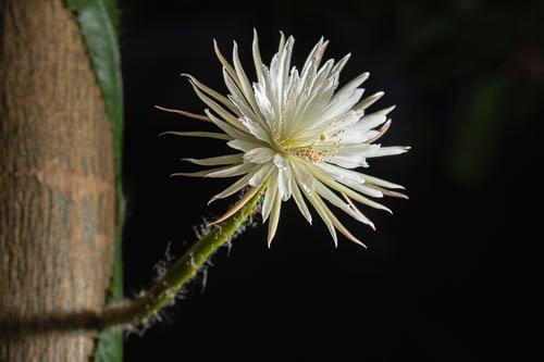 Fleur de lune fleurie la nuit.