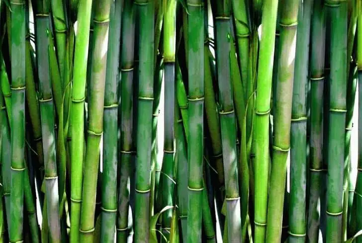 photo-fond-de-bambou-frais