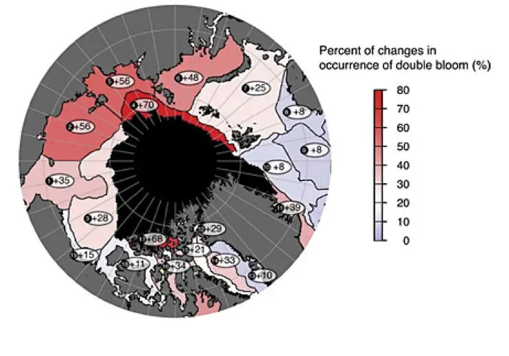 Une carte de l'océan Arctique montrant les zones où les proliférations automnales de phytoplancton sont plus fréquentes.