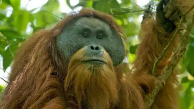 The face of a Tapanuli orangutan that is sitting in a tree