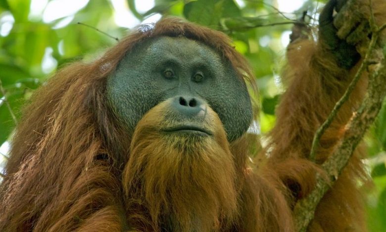 The face of a Tapanuli orangutan that is sitting in a tree