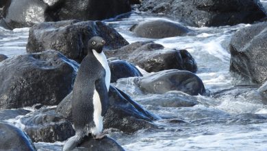 Le manchot Adélie perdu s'écarte de près de 2 000 milles de sa route et se retrouve sur une plage de Nouvelle-Zélande Par Joanna Thompson publié le 16 novembre 21 Un manchot Adélie perdu s'est retrouvé à près de 2 000 milles de sa route.