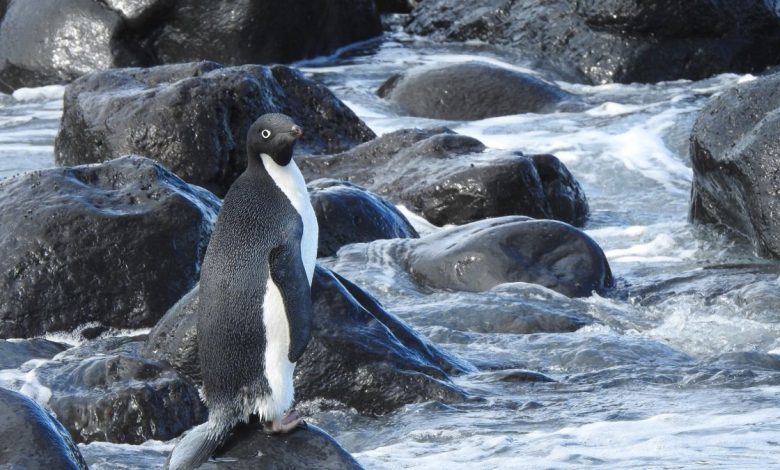 Le manchot Adélie perdu s'écarte de près de 2 000 milles de sa route et se retrouve sur une plage de Nouvelle-Zélande Par Joanna Thompson publié le 16 novembre 21 Un manchot Adélie perdu s'est retrouvé à près de 2 000 milles de sa route.