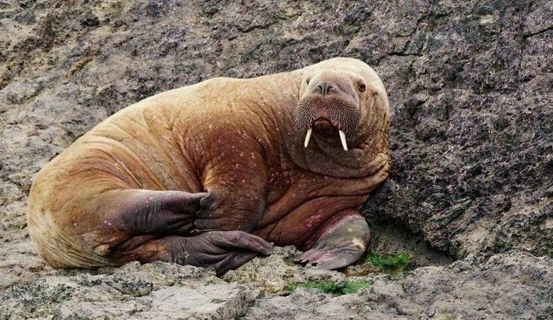 Le morse arctique qui a dérivé vers l'Irlande fait maintenant de l'auto-stop sur des navires de passage.