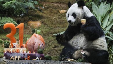 An An, formerly the oldest living male panda, celebrates his 31st birthday in Hong Kong 4 years ago.