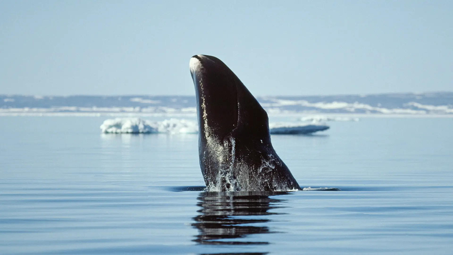 Une baleine boréale fait irruption dans les eaux près de la région de Qikiqtaaluk au Nunavut, dans le nord du Canada.