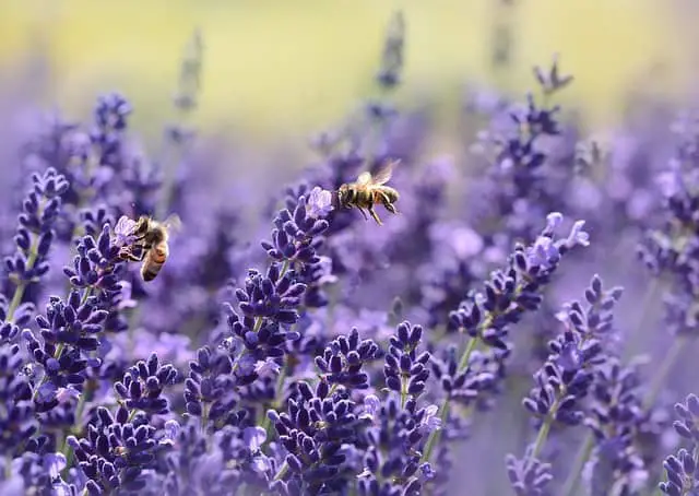 lavande-abeille-été-violet-jardin