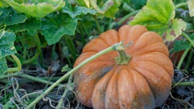 growing-pumpkin