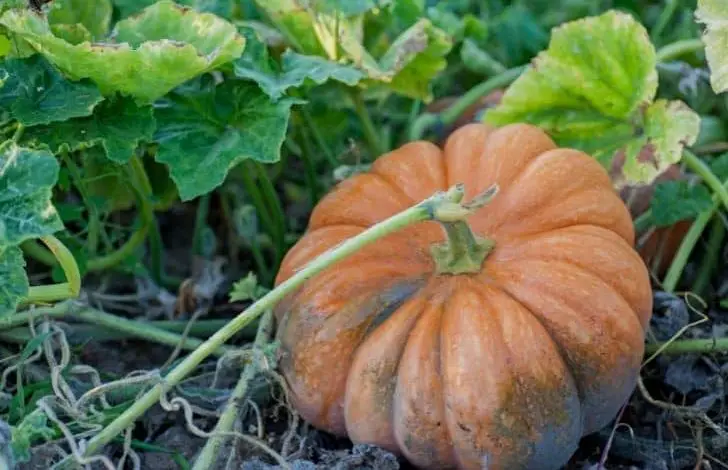 growing-pumpkin