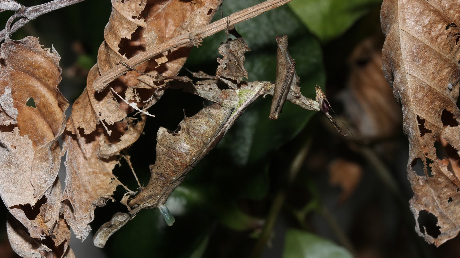 Les mantes dragons femelles sont les seules espèces de mantes connues à posséder une glande à phéromone gonflable de cette taille.