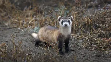 Here, black-footed ferrets are being bred in captivity in northern Colorado.
