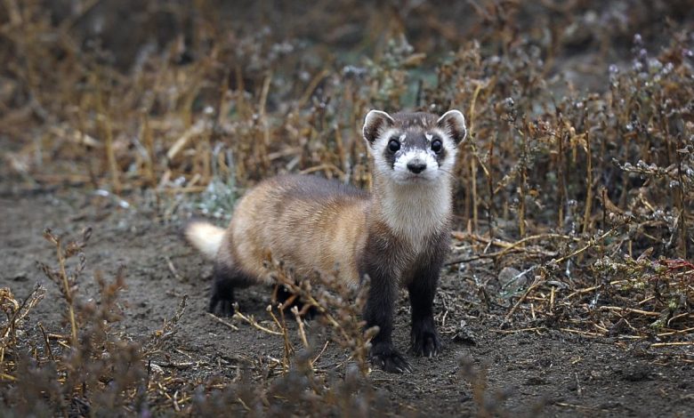 Here, black-footed ferrets are being bred in captivity in northern Colorado.