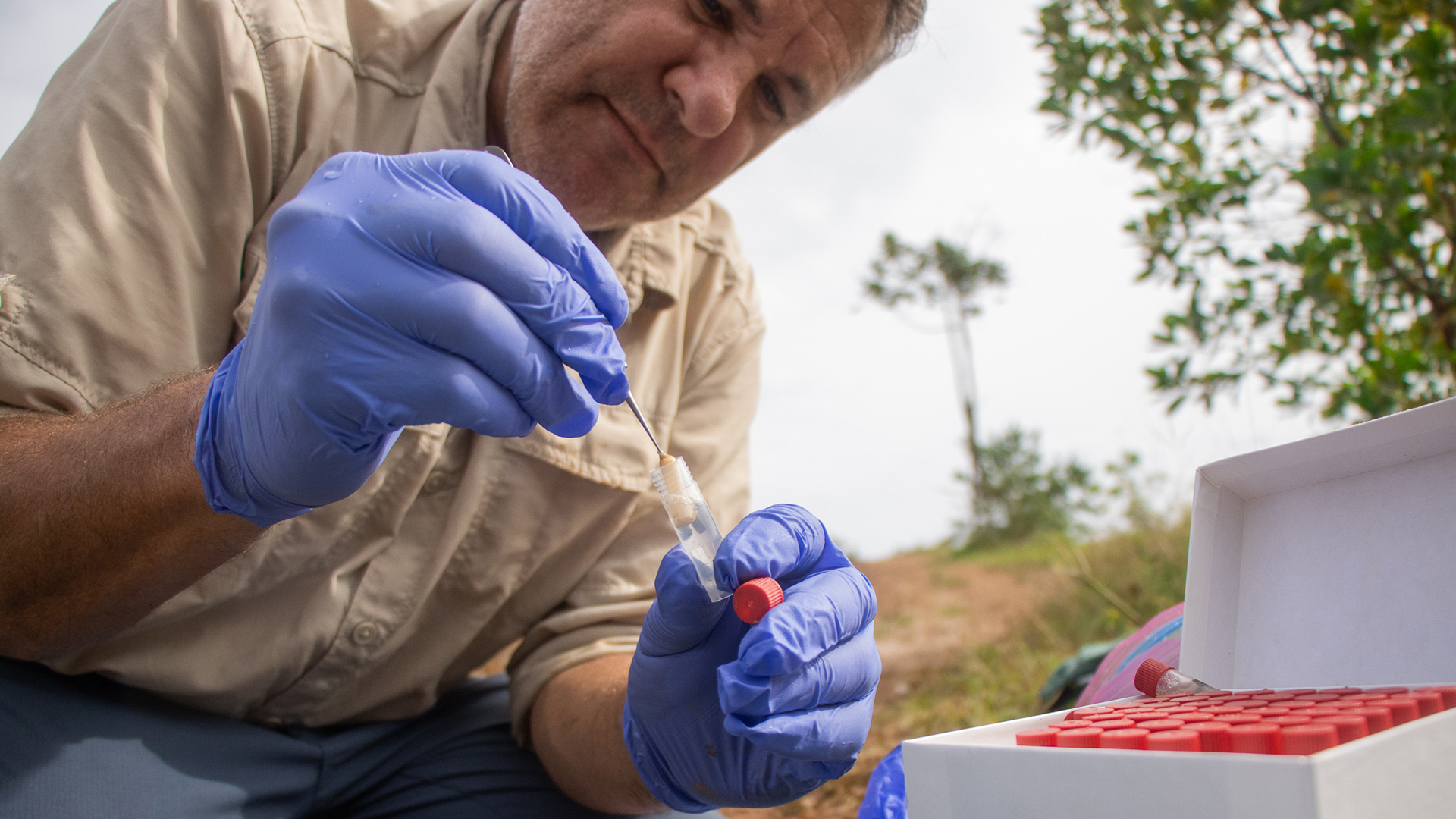 Les experts de la faune de CORNARE ont utilisé des fléchettes pour délivrer le contraceptif à 24 hippopotames.