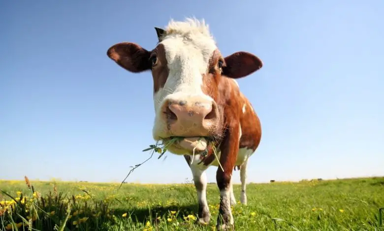 Les microbes dans l'estomac des vaches peuvent aider à recycler le plastique Par Nicoletta Lanese publié le 2 21 juillet Ces bactéries mangent généralement des polyesters naturels, comme ceux que l'on trouve dans le revêtement extérieur des cellules végétales.
