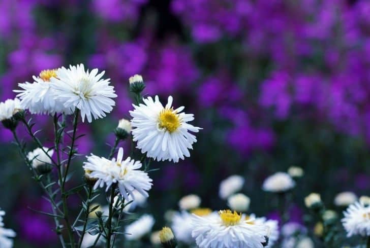 Usine de faux aster banc de neige