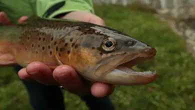 Les poissons deviennent dépendants de la méthamphétamine dans les rivières polluées et passent par le sevrage Par Nicoletta Lanese publié le 6 juillet 21