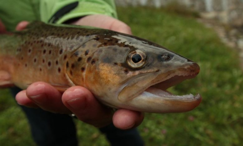 Les poissons deviennent dépendants de la méthamphétamine dans les rivières polluées et passent par le sevrage Par Nicoletta Lanese publié le 6 juillet 21