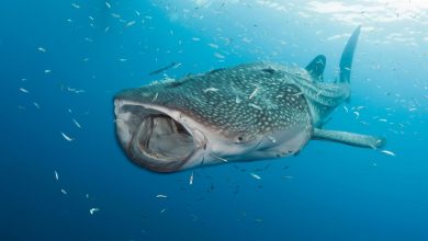 Les requins baleines sont les plus grands omnivores du monde, selon des scientifiques.