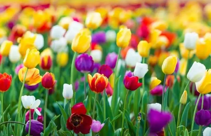 belles-tulipes