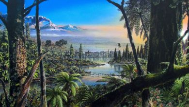 Les vestiges d'une forêt tropicale vieille de 90 millions d'années découverts sous la glace de l'Antarctique Par Laura Geggel publié le 2 avril 20 L'Antarctique abritait une forêt marécageuse tempérée il y a environ 90 millions d'années.