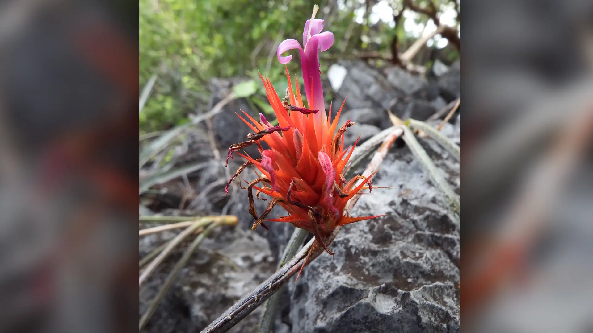 Une fleur trouvée sur une falaise de calcaire au Brésil s'appelait Acanthostachys calcicola, ce qui signifie 