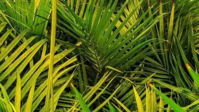Majesty-Palm