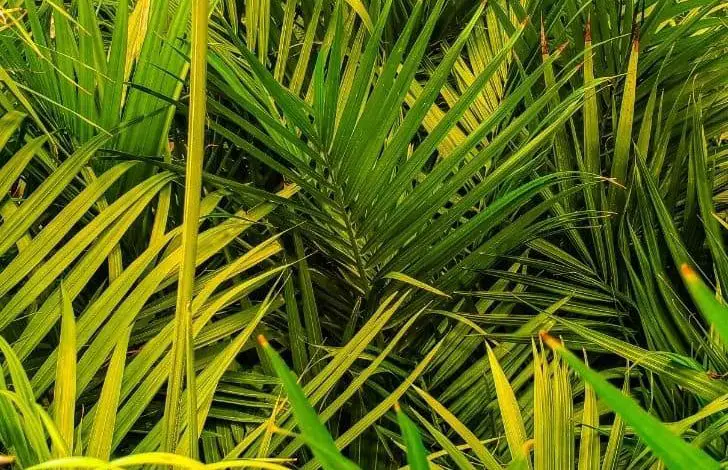 Majesty-Palm