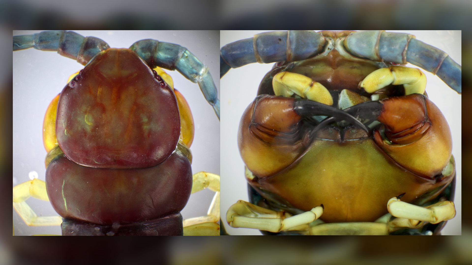 Deux vues rapprochées de la nouvelle espèce de mille-pattes, Scolopendra alcyona.