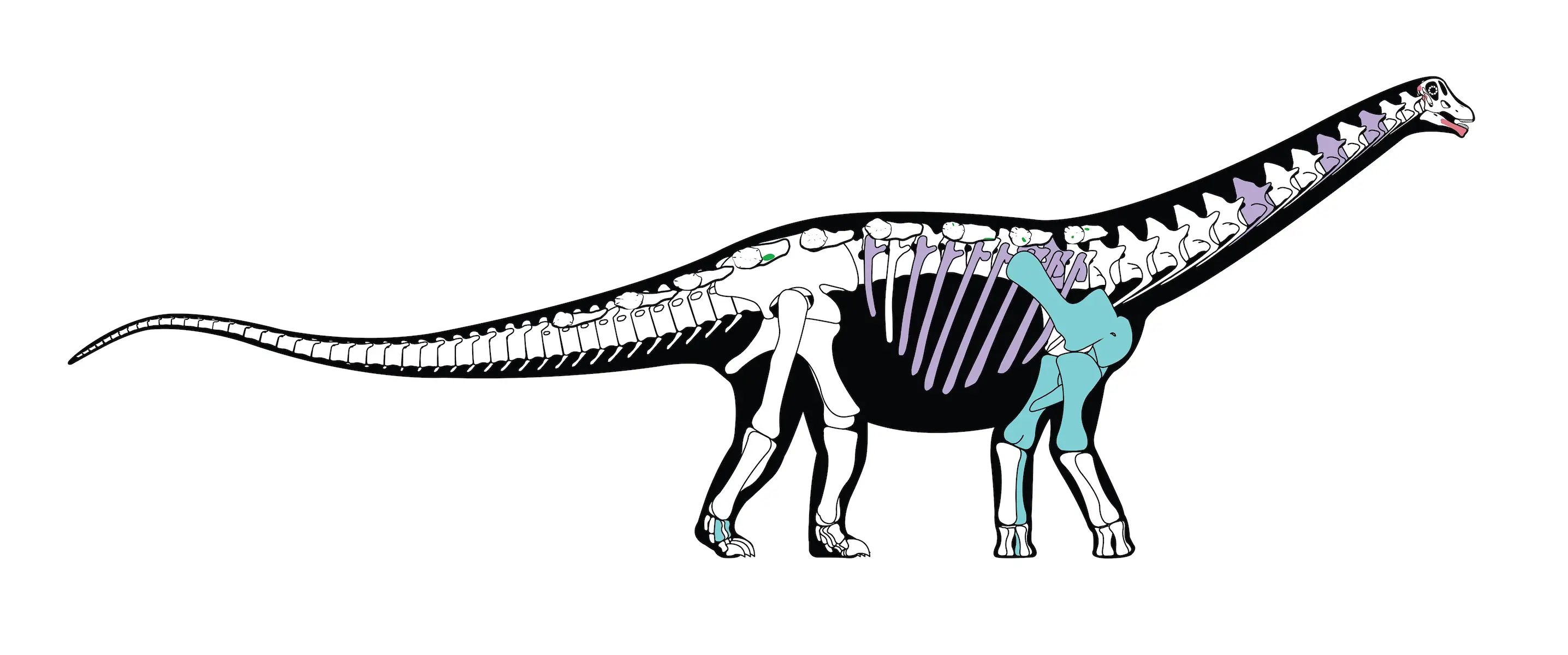 Une reconstruction squelettique du Mansourasaurus shahinae, vieux d'environ 80 millions d'années. Les ossements colorés sont ceux qui sont conservés dans le fossile d'origine ; d'autres os sont basés sur ceux de dinosaures étroitement apparentés.