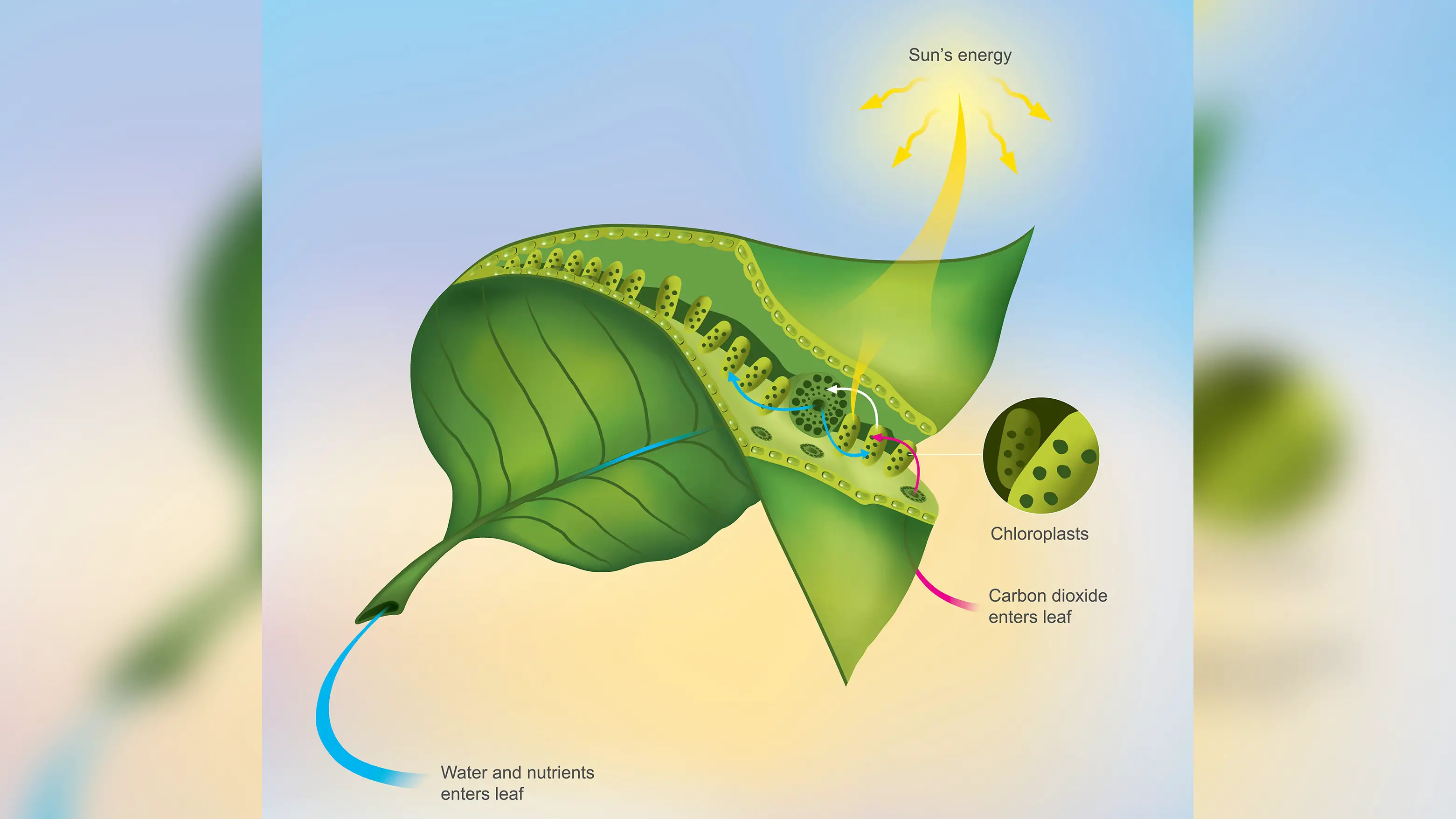 Ce diagramme montre l'intérieur d'une feuille et comment la photosynthèse se produit à l'intérieur des chloroplastes.