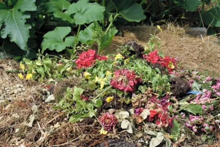 fleurs-feuilles-en-compost