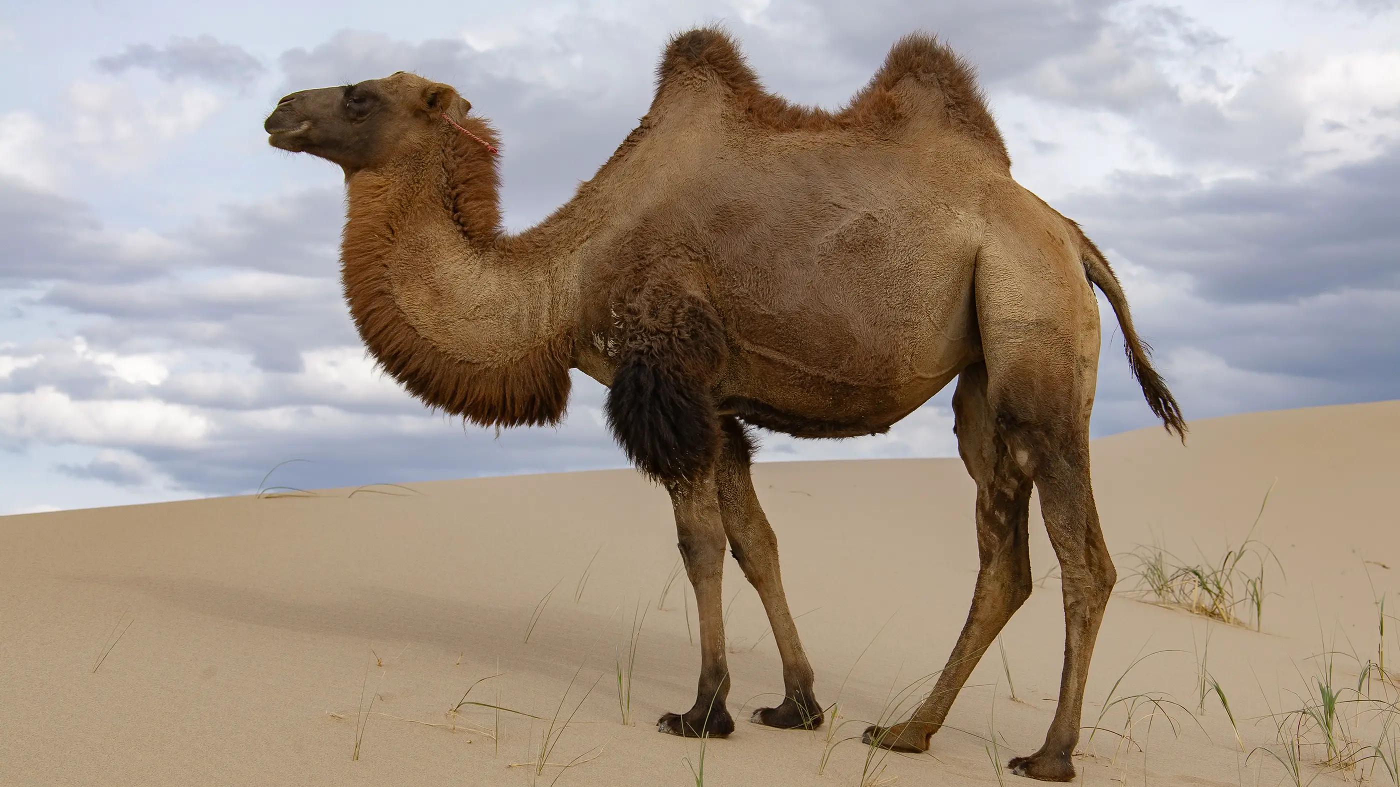 Ici, un chameau de Bactriane domestiqué, exhibant ses deux bosses remplies de graisse.