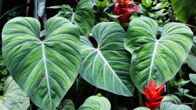 Elephant Ear Plant