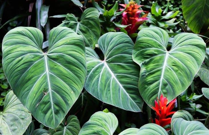 Elephant Ear Plant