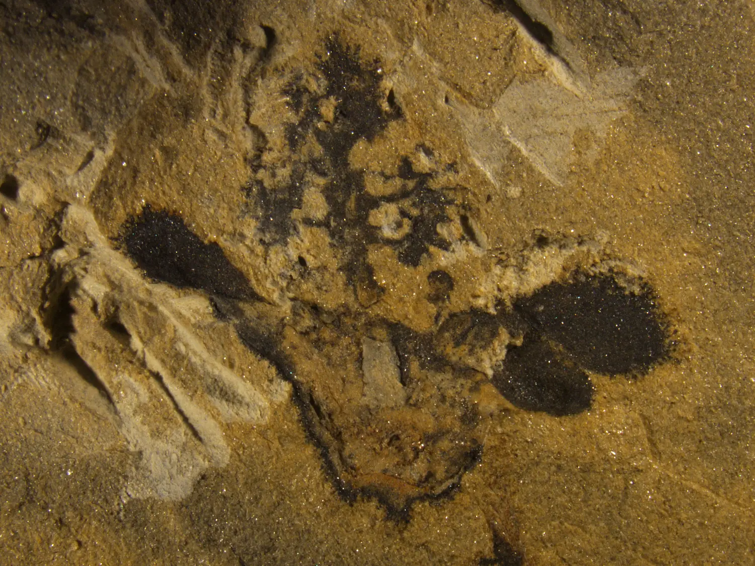 Ce fossile montre le profil d'une fleur, y compris son ovaire (en bas au centre), ses sépales et ses pétales (de chaque côté) et son style en forme d'arbre (en haut).