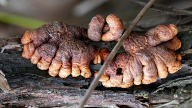 Scientists recently found that a fungus resembling zombies