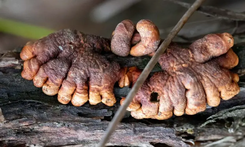 Scientists recently found that a fungus resembling zombies
