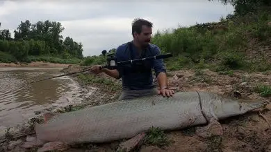 Educator and outdoorsman Payton Moore documented his capture of the enormous fish, which measured over 8 feet (2.4 meters) long.