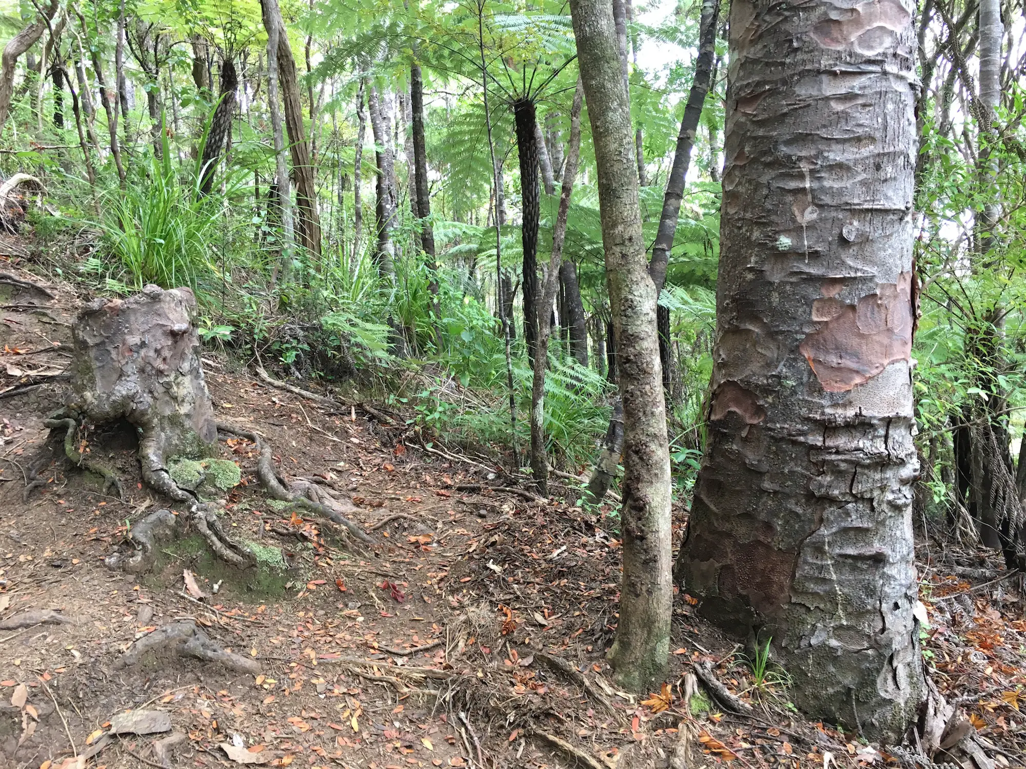 Dans une forêt néo-zélandaise, une souche d'arbre presque morte (à gauche) s'accroche à la vie en aspirant les nutriments des racines de son voisin la nuit. Ces deux arbres pourraient faire partie d'un 
