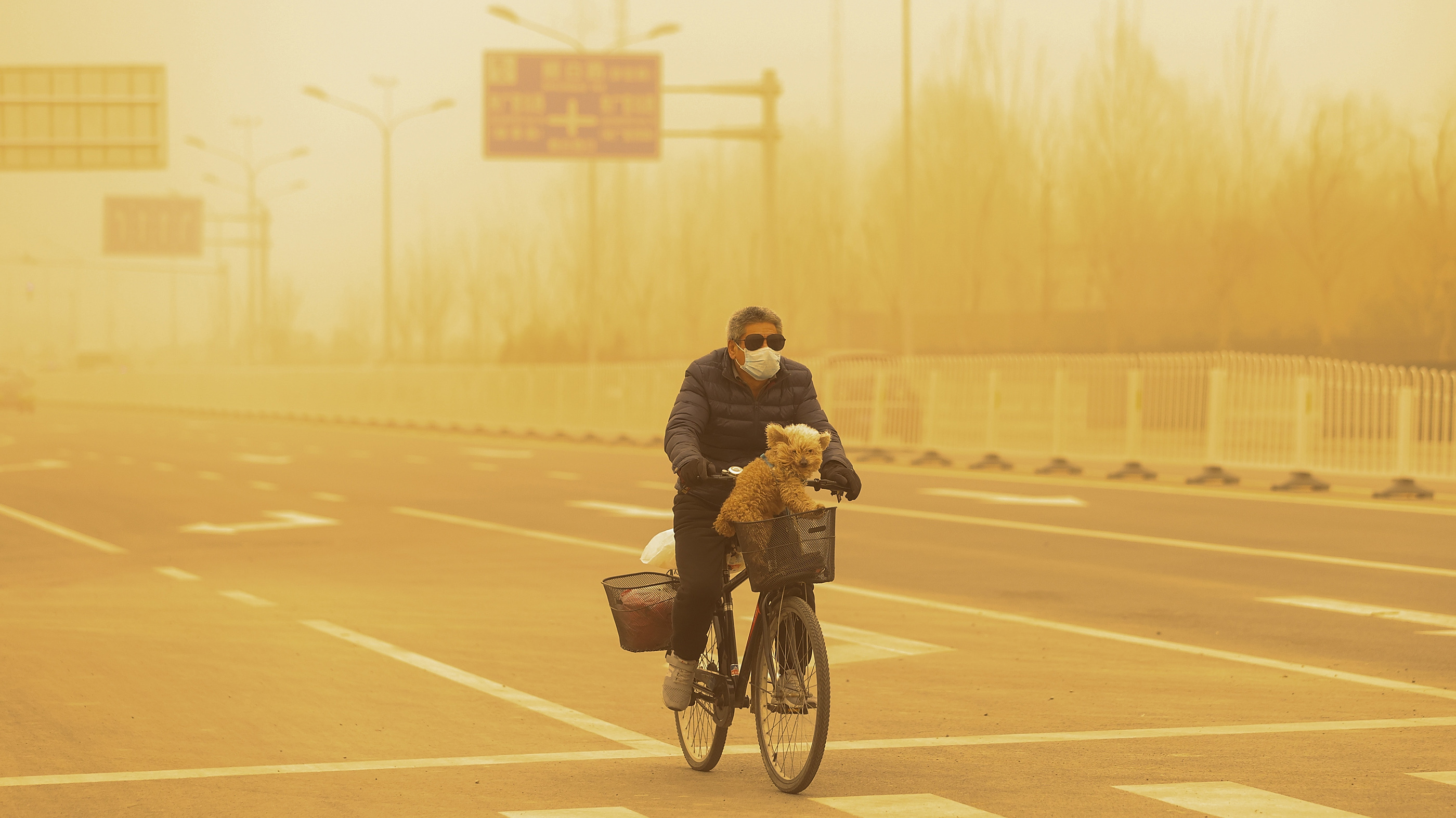 Un homme portant un masque de protection fait du vélo avec son chien pendant la tempête de sable à Pékin, en Chine.