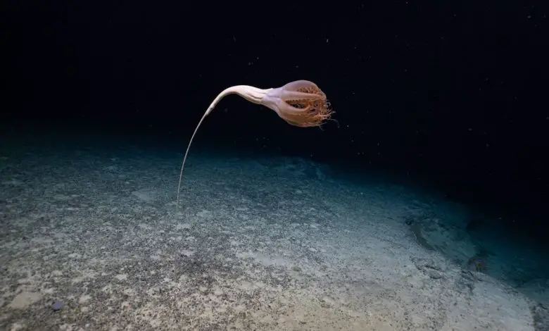 A sea pen found on the sea floor of the Pacific Ocean could be a new species.