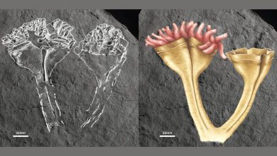 (left) a fossil of a precambrian jellyfish relative outlined in white; (right) a colored illustration of the same animal, which resembles a sea anemone with two cup-like structures full of short tentacles