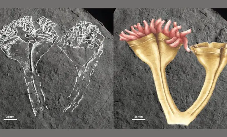 (left) a fossil of a precambrian jellyfish relative outlined in white; (right) a colored illustration of the same animal, which resembles a sea anemone with two cup-like structures full of short tentacles